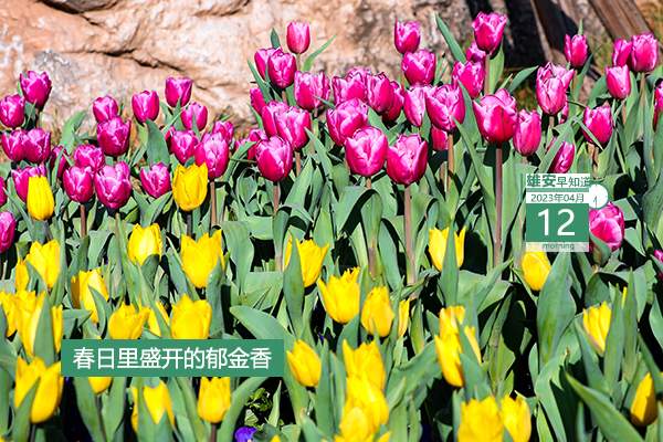             ●全國首款使用數(shù)字人民幣投放的信貸產(chǎn)品落地雄安。●中國農(nóng)業(yè)大學(xué)與雄安“一件事、一家人”，全力支持“大設(shè)施”申建。●雄安將集中組織近200家企事業(yè)單位進(jìn)校園招聘。●京雄商高鐵有新進(jìn)展。???            