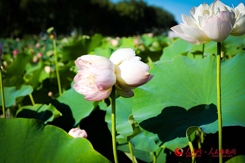 白洋淀中盛開的并蒂蓮。人民網(wǎng) 楊華龍攝