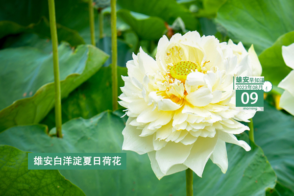                         ●張國華：以更高標(biāo)準(zhǔn)、更嚴(yán)要求、更實舉措抓好防汛救災(zāi)各項工作，穩(wěn)步有序推進(jìn)復(fù)工復(fù)產(chǎn)。●好消息！雄安一工程上榜國家級優(yōu)秀名單。●雄安中交未來科創(chuàng)城又最新進(jìn)展來了。●本周四雄安容西將舉辦大型招聘會，260余個崗位等你來。 