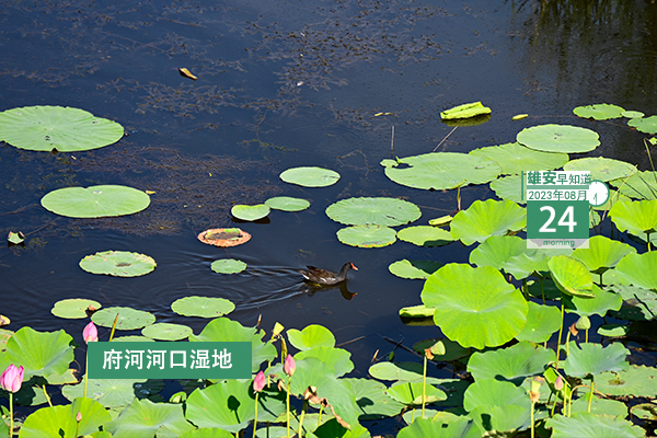                         ●河北省紀(jì)委監(jiān)委：將廉潔理念貫穿雄安新區(qū)建設(shè)發(fā)展始終。●雄商高鐵河北段混凝土方量最大承臺澆筑完成。●中信銀行河北雄安容東支行日前正式營業(yè)。●雄安5人獲河北省師德標(biāo)兵稱號。  