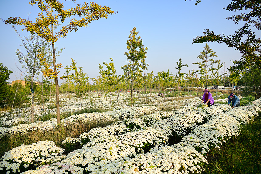 雄安郊野公園發(fā)展林下經(jīng)濟(jì)，這里的北京白菊已進(jìn)入收獲季節(jié)。胡忠攝