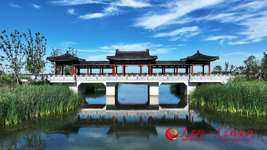 白洋淀燕南堤風(fēng)光。人民網(wǎng)記者 李兆民攝