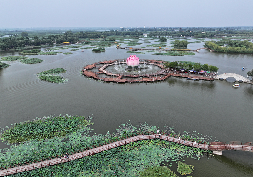 2024年7月9日，雄安新區白洋淀荷花大觀園景色（無人機照片）。牟宇攝