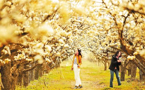 4月8日，第四屆雄安·雄州文化藝術(shù)節(jié)雄縣梨水灣生態(tài)園會場，游客們暢游萬畝梨花。